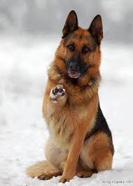 Black And Tan Faded German Shepherd Puppies Pin By Manuella Cardoso On Puppies Dogs German Shepherd Dogs Shepherd Dog