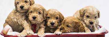 Browse thru labrador retriever puppies for sale near asheville, north carolina, usa area listings on puppyfinder.com to find your perfect puppy. Australian Labradoodle Puppies In Asheville Nc