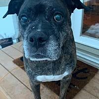 He's been exposed to children and overall has done well. Rejection Collection Boxer Rescue In Owatonna Minnesota