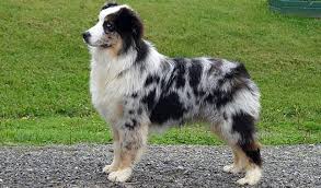 Check spelling or type a new query. Australian Shepherd Breed Information