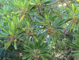 Image result for Breonadia