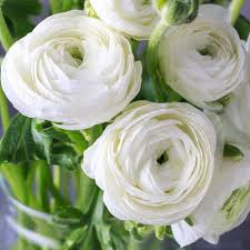 This is a handy guide on how to identify winter flower bulbs. Tecolote Ranunculus White Bulbs For Sale White Ranunculus Easy To Grow Bulbs