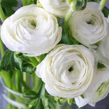 Maybe you would like to learn more about one of these? Tecolote Ranunculus White Bulbs For Sale White Ranunculus Easy To Grow Bulbs