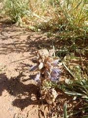 Image result for Sopubia eminii