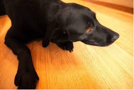 Proposing the best flooring brands in the industry at the best price for your job would be my aim. How To Train A Dog To Walk On Hardwood Floors