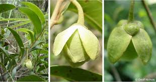 Image result for Uvaria tanzaniae