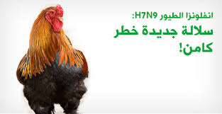 فيروس H7n9 الجيل الجديد من انفلونزا الطيور ويب طب