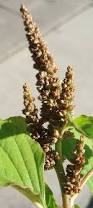 Image result for Amaranthus viridis