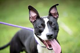 Stray animal adoption program (saap). Cincinnati Animal Care In Code Red Seeking Fosters Adoptions