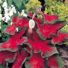 Florida Cardinal Caladium Plants Container Plants Caladium