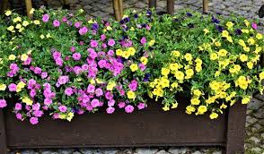 Image result for foto surfínie