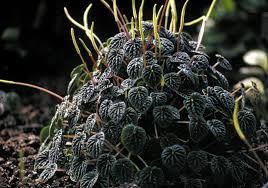 Image result for Hydnoraceae