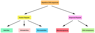 Tandem repeats dynamics is mainly due to nonreciprocal genomic turnover mechanisms, leading to copy number variation. Genes Free Full Text Conversion Of Dna Sequences From A Transposable Element To A Tandem Repeat Or To A Gene Html