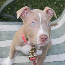 People with albinism have no melanin in their irises at all. Pit Bulls With Blue Eyes Health Risks Tips Care Pictures Faqs Canine Bible