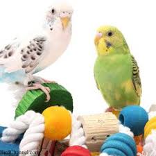 7 Bird Toys Your Budgie Should Avoid Bird Toys Budgies Budgies Bird