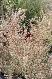 Pin By Christian Parr On The Things I Love Screen Plants Evergreen Shrubs Small White Flowers