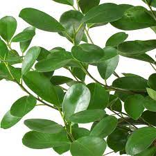 Learn how to prune, water ficus benjamina 'danielle' (or ficus daniella) boasts glossy compact leaves that tend to sit more. Ficus Microcarpa Moclame Indian Laurel Indoor Plants Hortology