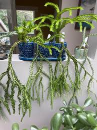 Image result for Huperzia bampsiana