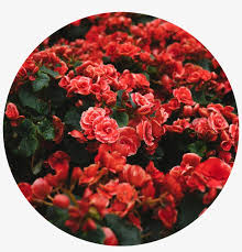 Maybe you would like to learn more about one of these? Roses Flowers Red Beautiful Nature Roses Transparent Png 1036x1024 Free Download On Nicepng