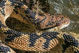 Bushmaster Bushmaster Crocodile Species Reptiles And Amphibians