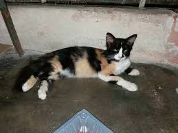 Adalah musuh bebuyutan, permusuhan dimulai selama periode. Kucing Hilang Kucing Nie Terlepas Dari Sangkar Semasa Nk Bg Makan Oleh Tuan Baru Mgkn Dia Rasa Takot Sbb X Kenal Sgt Lg Dgn Tuan Baru Mtx Tlg Sgt Sape2 Terjumpa