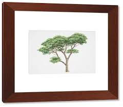 Image result for Acacia sieberiana