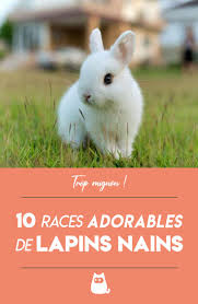 Races De Lapins Nains Top 15 Avec Photos Lapin Race Lapin Nain Lapin