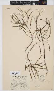 Image result for Geigeria burkei