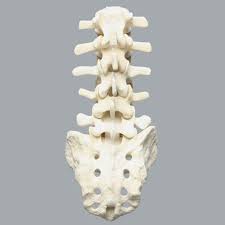 Image result for Lumbar vertebrae