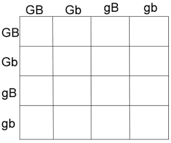 Terms in this set (8) 4/16 or 1/4. Https Www Cantonschools Net Cms Lib Ms01910483 Centricity Domain 4 Mcallistergenetics Pdf