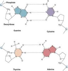The result is two dna molecules. Genetics Dna Structure Pathwayz