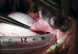 It is widely supposed that these are caused by allergy. Common Upper Airway Conditions In Dogs And Cats Today S Veterinary Nurse
