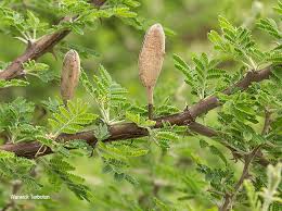 Image result for Acacia hebeclada