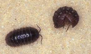 Preferring to hunt in dark and damp environments, basements provide the ideal feeding grounds for these arthropods. Bugs In The Basement Or Crawl Space Olshan Foundation Repair