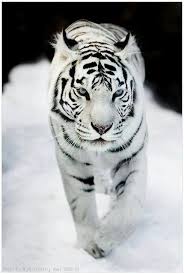 white tiger with blue eyes wallpaper white tiger with blue eyes love them cats tiere ausgestopftes tier tiere wild