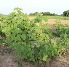 Image result for Cyamopsis serrata