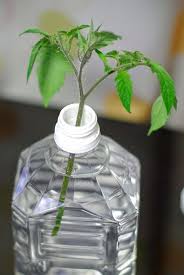 ミニトマトの育て方 いらないわき芽を苗にする 挿し木 初心者が挑むプランター野菜日記 プランター 野菜 トマトの栽培 小さな菜園