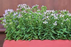 Image result for Origanum majorana