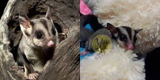 Sugar Glider Di Alam Vs Penghobi Yopetoys