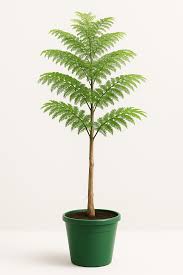 Image result for Motandra paniculata