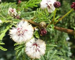 Image result for Acacia kirkii