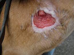 Managing Callus In Dogs Veterinary Practice