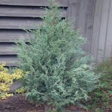 Onlineplantcenter 3 Gal Wichita Blue Juniper Shrub J01718 The Home Depot Juniper Shrub Shrubs Low Maintenance Plants