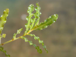 Image result for Potamogeton crispus