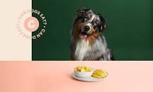 Image result for what to feed dogs with diarrhea