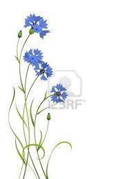 Blue Cornflower Flower Bouquet Illustration Pattern Isolated Wildflower Drawing Cornflower Flowers Bouquet