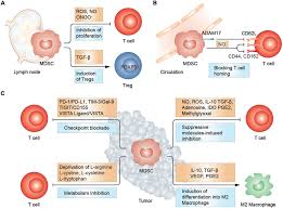 The download by clicking on the file name. Frontiers Myeloid Derived Suppressor Cells Implications In The Resistance Of Malignant Tumors To T Cell Based Immunotherapy Cell And Developmental Biology