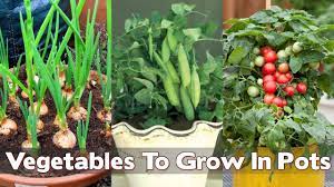 15 Easiest Vegetables To Grow In Pots For Beginners Growing Vegetables Vegetable Garden For Beginners Growing Vegetables At Home