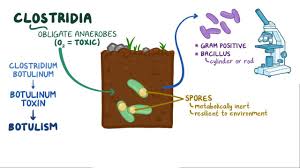 This weakness may spread to the neck, arms, torso, and legs. Clostridium Botulinum Botulism Osmosis