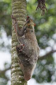 Sunda Flying Lemur Fyap2065 Unusual Animals Rare Animals Wildlife Animals